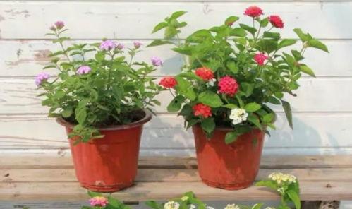 深圳摄影师爆料视频最新,揭秘城市光影背后的故事 第3张 深圳摄影师爆料视频最新,揭秘城市光影背后的故事 第3张